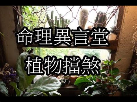 路沖擋煞植物|擋煞植物實測：效果驚人